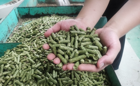 河北生物质午夜福利WWW在线观看加工的颗粒为什么会变黑？