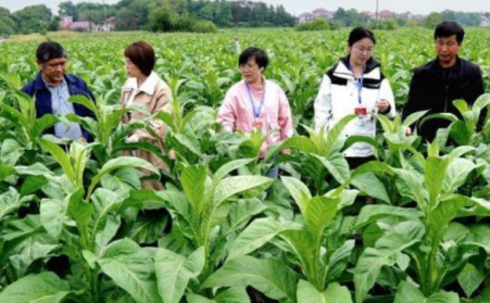 江西吉安：生物质烘烤 &ldquo;点燃&rdquo; 烟叶产业绿色转型之路